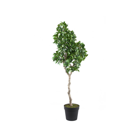 Ficus Boom in pot (118 cm.)