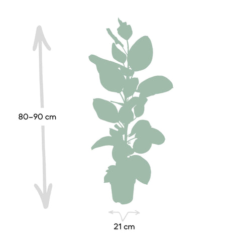 Ficus Altissima - Rubberplant - 85cm - Ø21