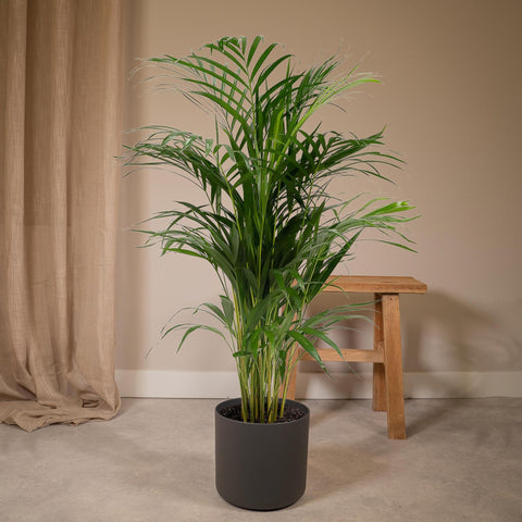 Dypsis Lutescens - Areca Palm - 110cm - Ø21