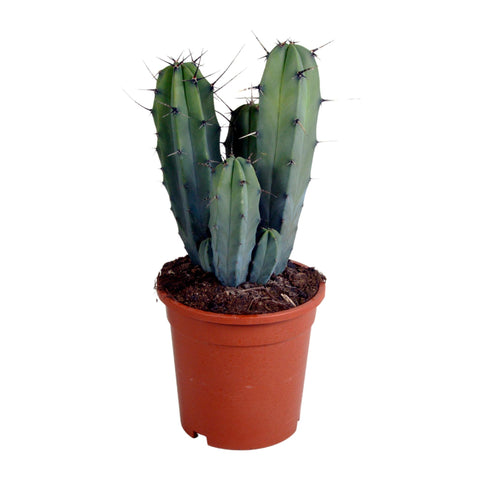 Myrtillocactus geometrizans 17 cm