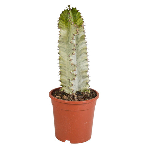 Euphorbia marmorata 17 cm