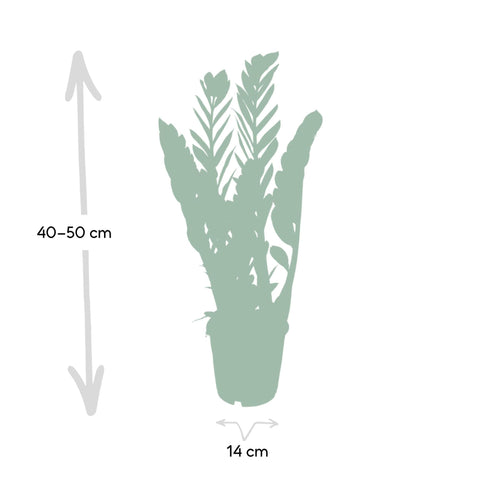Zamioculcas Zamiifolia - Emerald palm - 50cm - Ø14