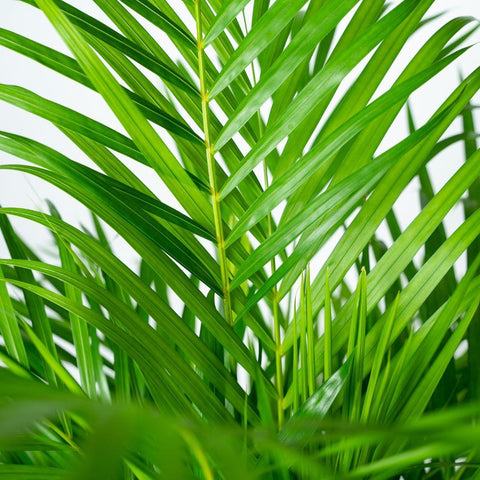 Dypsis Lutescens - Areca Palm - 110cm - Ø21