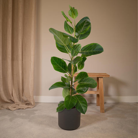 Ficus Altissima - Rubberplant - 85cm - Ø21