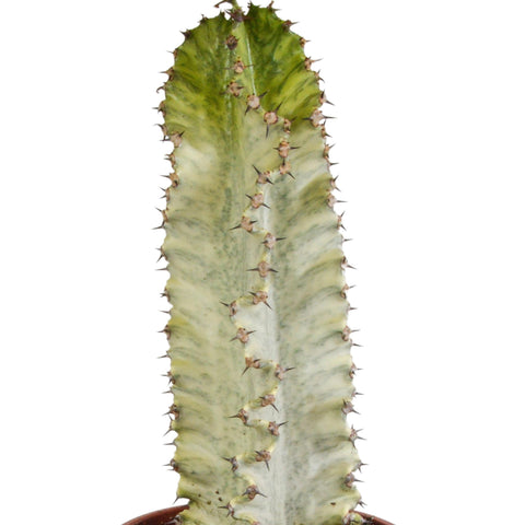Euphorbia marmorata 17 cm