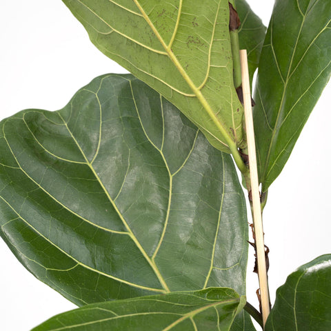 Ficus Lyrata - Rubberplant - 75cm - Ø17