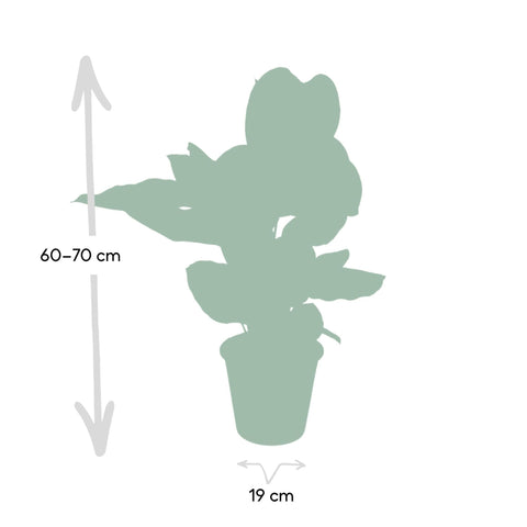 Calathea Ornata - Pauwenplant - 75cm - Ø19