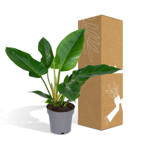 Philodendron - Imperial Green - 65cm - Ø19