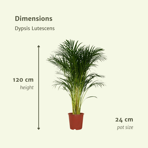 Dypsis Lutescens - Areca Palm - 120cm - Ø24