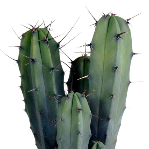 Myrtillocactus geometrizans 17 cm in grijze pot