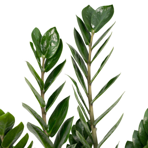 Zamioculcas Zamiifolia - Emerald palm - 50cm - Ø14