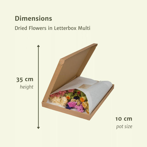 Droogbloemen in Letterbox Multi - Droogboeket - 35cm - Ø10