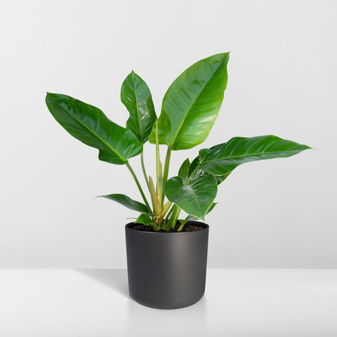 Philodendron - Imperial Green - 65cm - Ø19