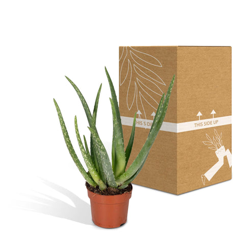 Aloe vera - Succulent - 50cm - Ø14