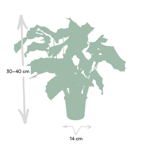 Calathea Network - Pauwenplant - 30cm - Ø14