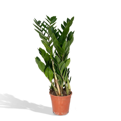 Zamioculcas Zamiifolia - Emerald palm - 70cm - Ø17
