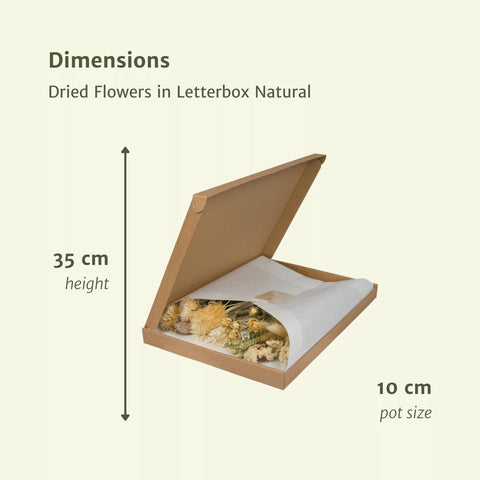 Droogbloemen in Letterbox Natural - Droogboeket - 35cm - Ø10