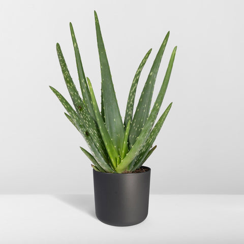 Aloe vera - Succulent - 40cm - Ø12