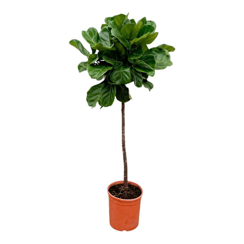 Ficus Lyrata stam  - 150cm - ⌀30