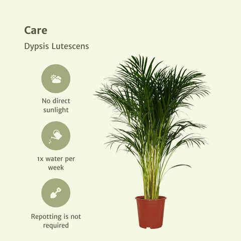 Dypsis Lutescens - Areca Palm - 120cm - Ø24