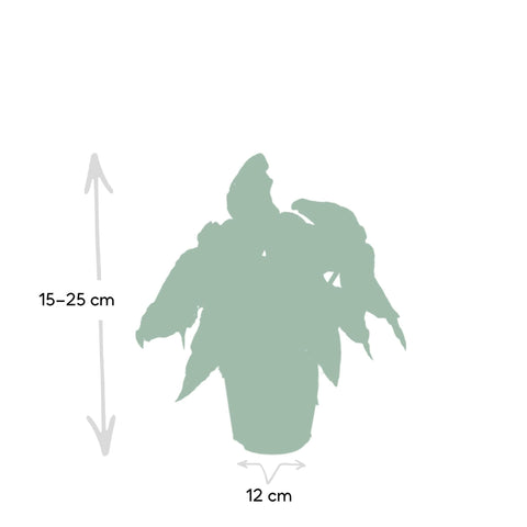 Begonia Maculata  - Blad Begonia - 20cm - Ø12