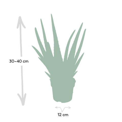 Aloe vera - Succulent - 40cm - Ø12