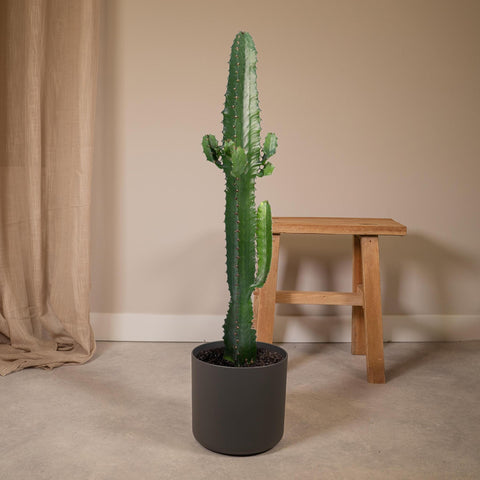 Euphorbia Acrurensis - Cactus - 50cm - Ø17