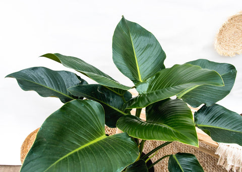 Philodendron Green Beauty - 120cm - ⌀30