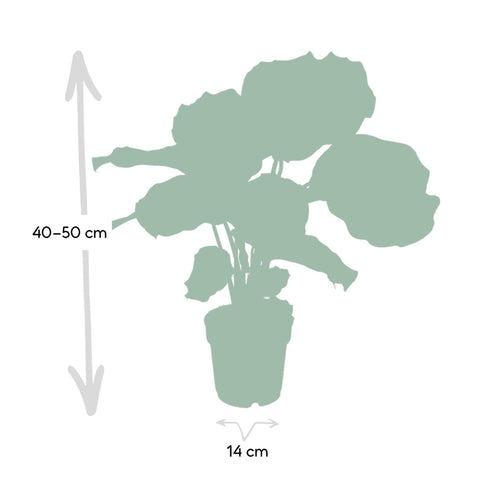 Calathea Orbifolia - 50cm - ø14
