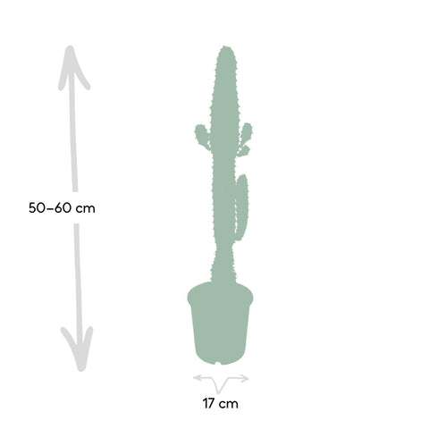 Euphorbia Acrurensis - Cactus - 50cm - Ø17