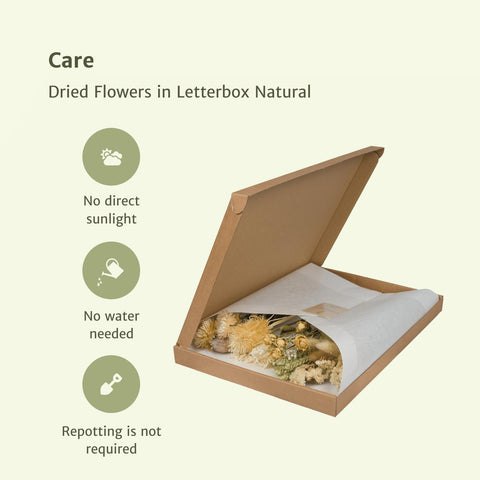 Droogbloemen in Letterbox Natural - Droogboeket - 35cm - Ø10
