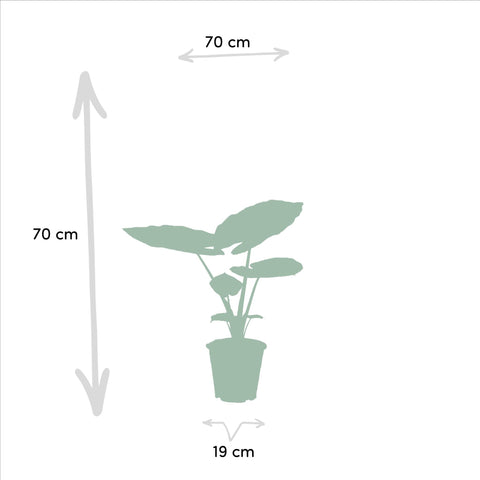 Alocasia Macrorrhiza - ↨70cm - Ø19cm